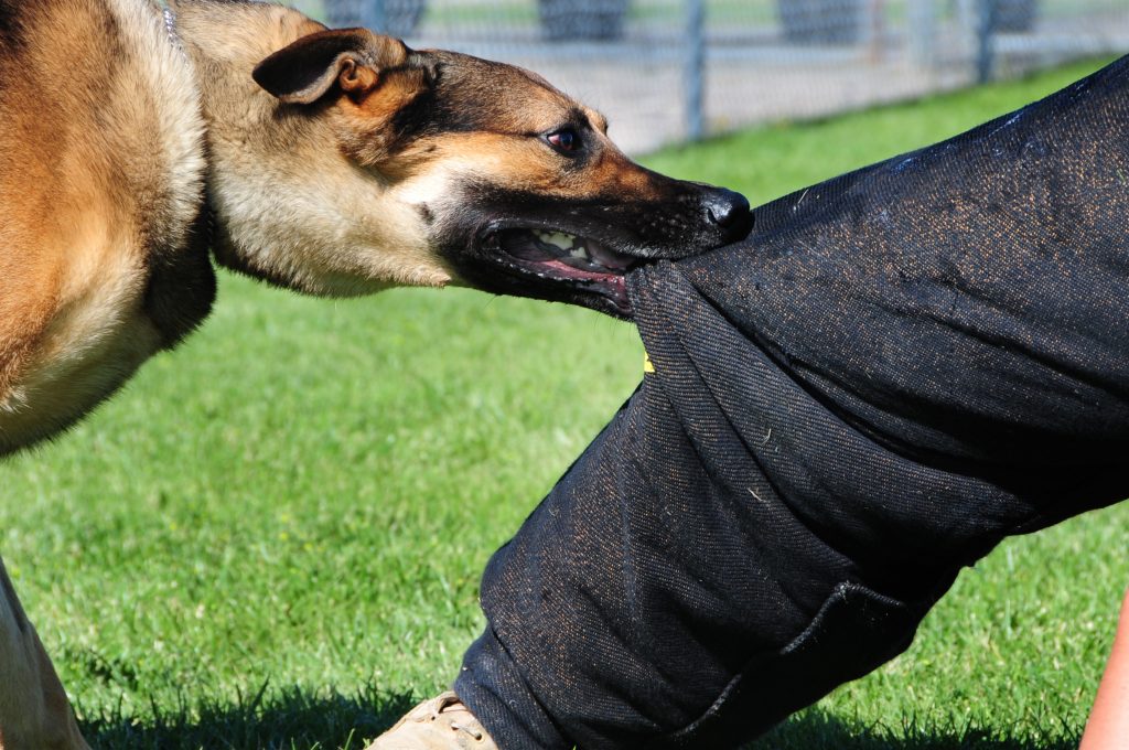 Los Mejores Abogados en Español Cerca de Mí Expertos en Mordeduras, Agravios y Ataques de Perros y Animales en Santa Fe Springs California